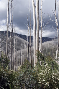 Bare trees on field against cloudy sky