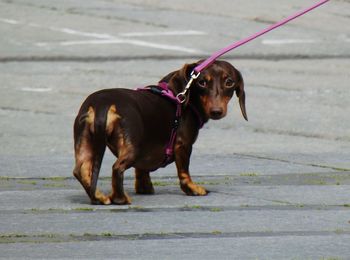 Dog on sidewalk