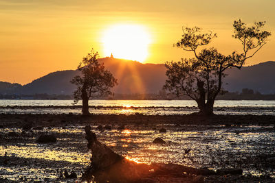 Trees on beach against sky during sunset