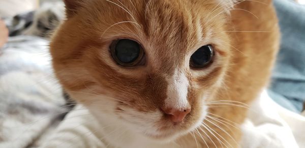 Close-up portrait of a cat