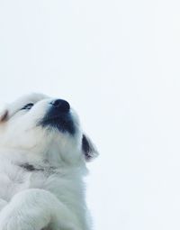 Close-up of dog against white background