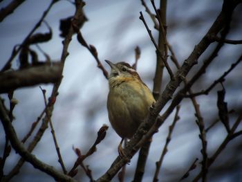 Low angle view of bird perching on branch