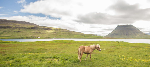 View of a horse on landscape