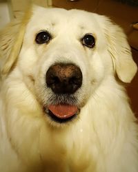 Close-up portrait of dog