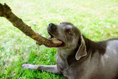 Close-up of a dog looking away