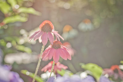 Close-up of pink flowering plant