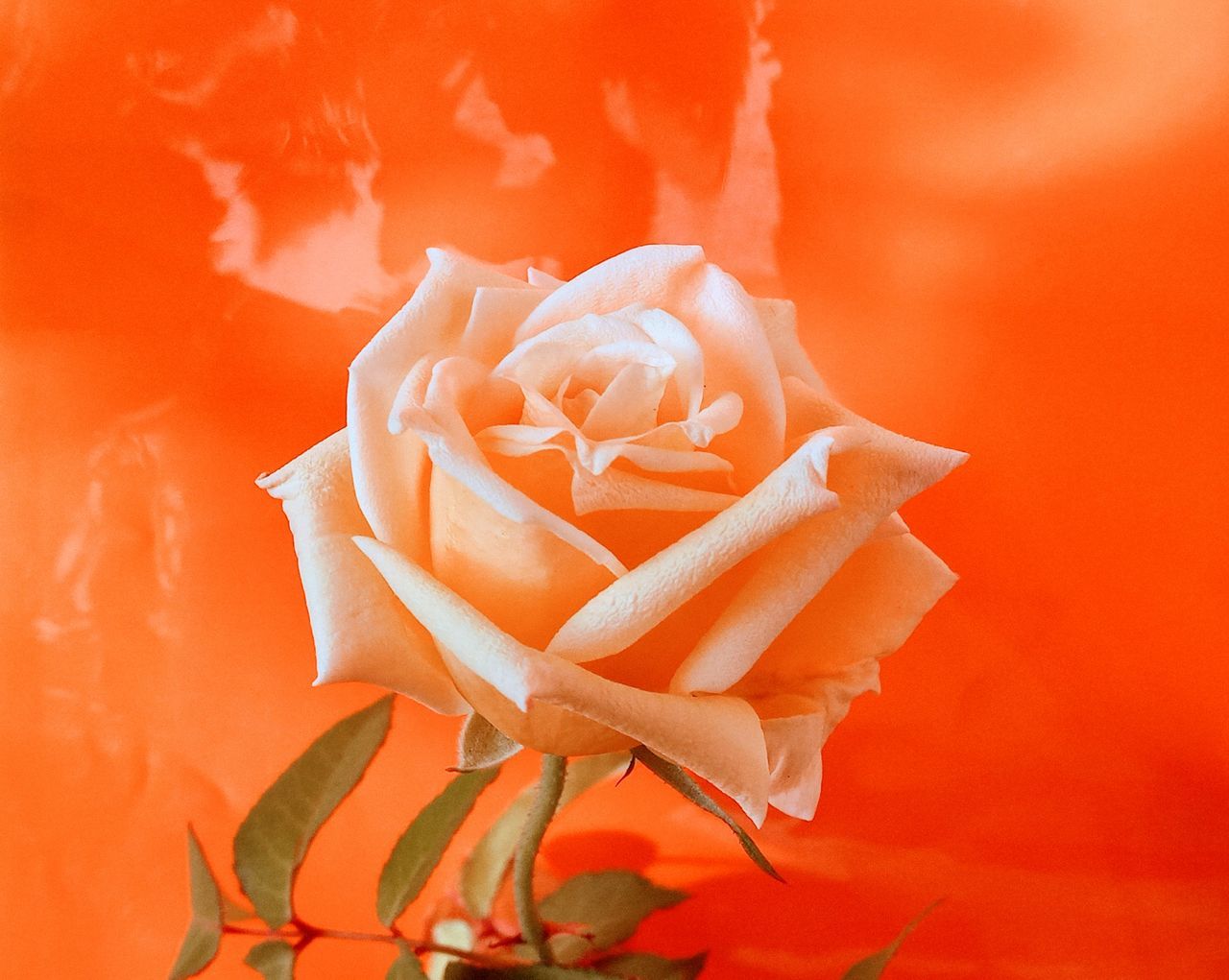 fiery rose Beacon Fire Ball Shimmering In Gay Abundance Pinnacle Storming Lucky Orange Color Close-up