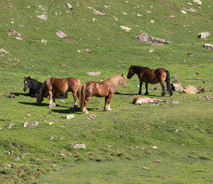 Group of horses on the green mountain