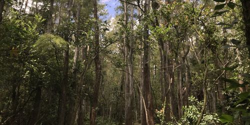 Low angle view of bamboo trees in forest