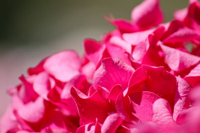 Close-up of pink roses