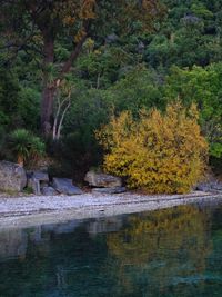 Scenic view of lake in forest