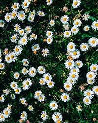 High angle view of flowering plants on field