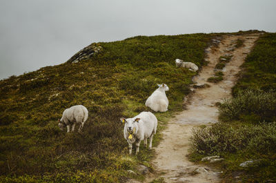 Cows on field against sky