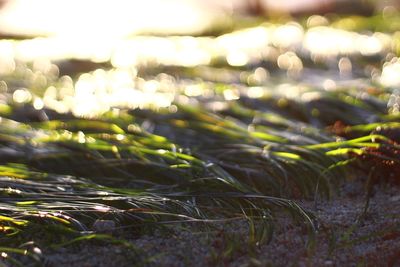 Close-up of fresh green landscape