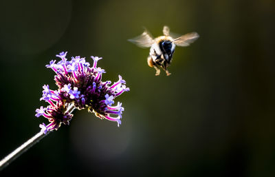 Close-up of insect buzzing over flower