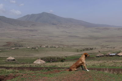 Horse standing on field against sky