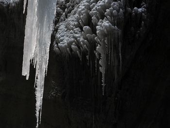 Close-up of icicles on tree trunk during winter