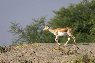 Side view of a horse on field