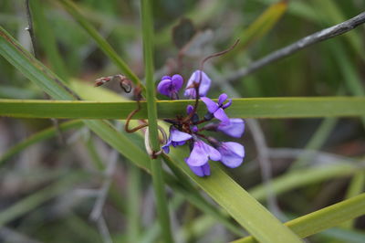 Close-up of fresh purple flowers