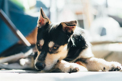 Portrait of dog lying down