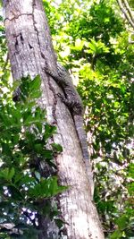 Close-up of tree trunk in forest