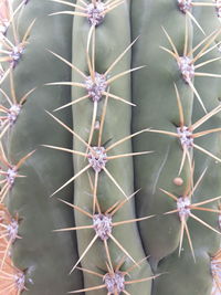 Full frame shot of succulent plant