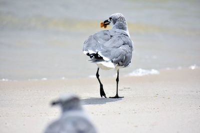 Birds on shore at beach