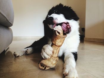 Puppy eating bone at home