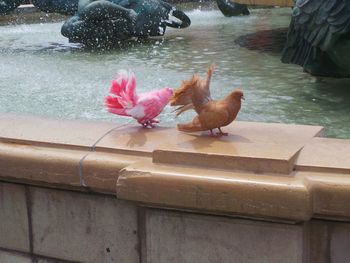 Close-up of birds perching on water