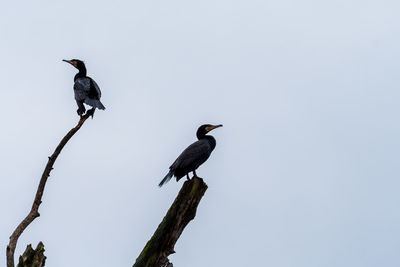 Bird perching on a branch against sky