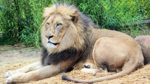 Portrait of lion relaxing outdoors