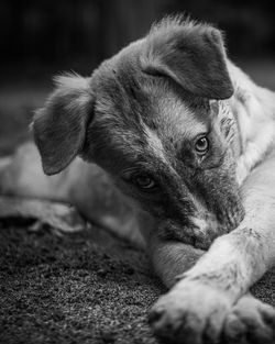 Close-up portrait of dog relaxing outdoors