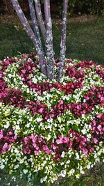 Close-up of flowers growing on tree