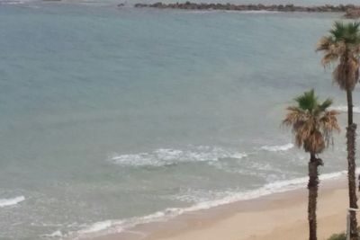 Palm trees on beach