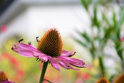 Close-up of bee pollinating on purple coneflower