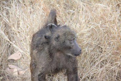 A baboon in the south african wild