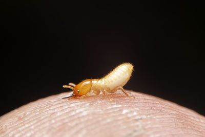 Close-up of insect on hand