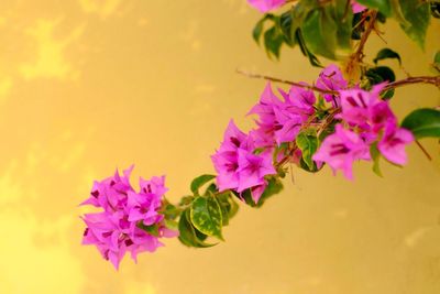 Close-up of pink flowers