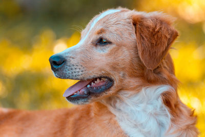 Close-up of dog looking away