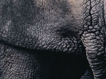 Close-up of elephant