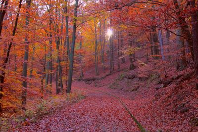 Scenic view of forest during autumn