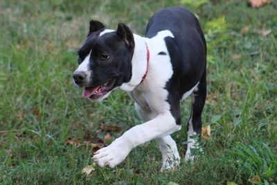 Close-up of dog on field