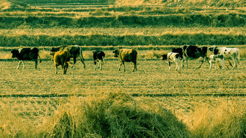 Horses grazing on field