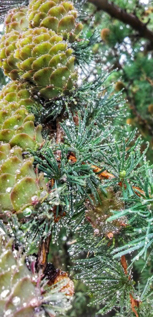 CLOSE-UP OF PINE TREE WITH WATER DROPS