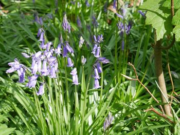 Close-up of purple flowers growing in field