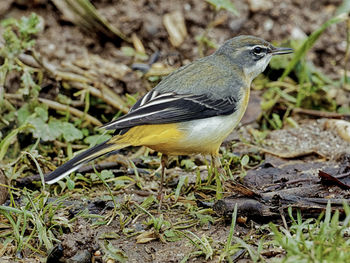 Close-up of a bird perching on a field