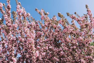 Low angle view of pink cherry blossoms in spring