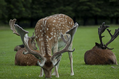 Phoenix park  wildlife