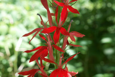 Close-up of red flowers blooming outdoors