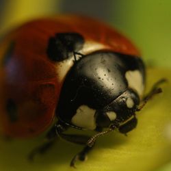 Close-up of insect